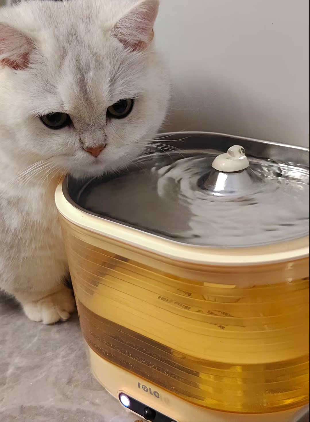 How to make Halloween memorable for your pets?