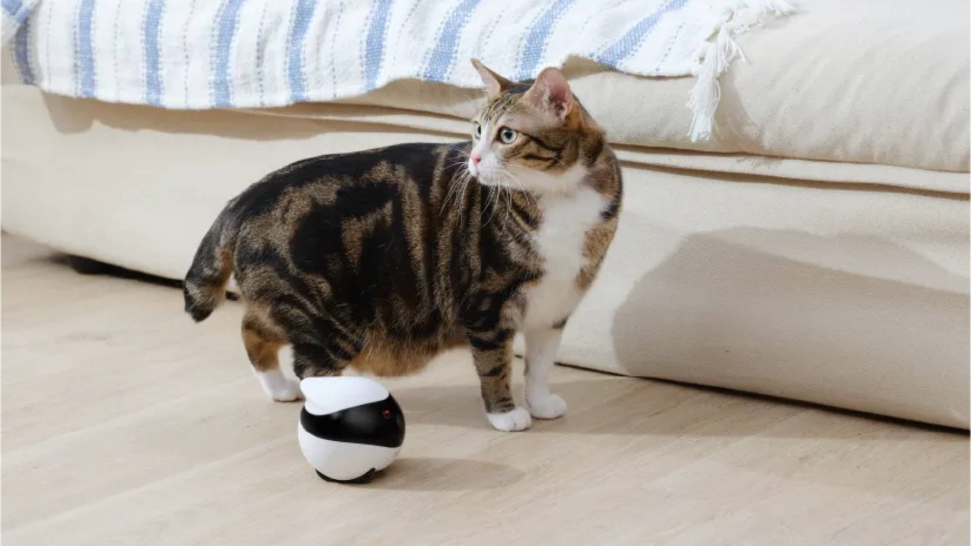 EBO Air moving pet camera