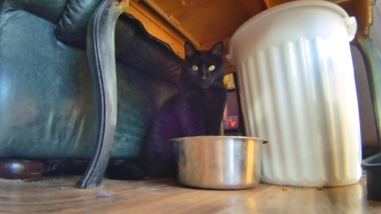 Enabot EBO Air Review: Clever Robot Cat Companion