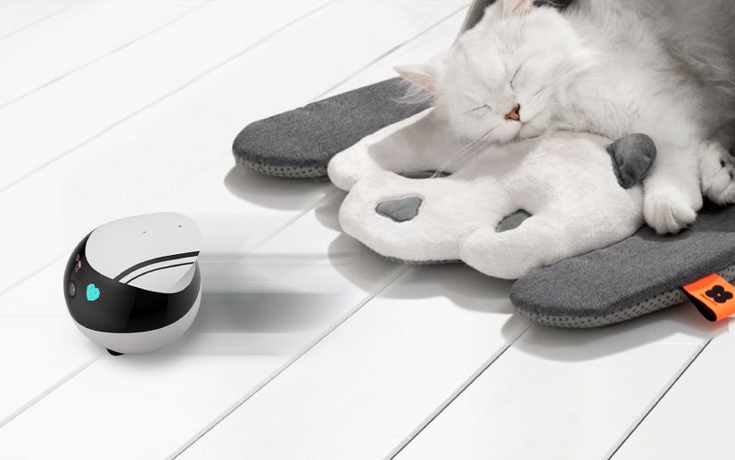 EBO SE vs. EBO Air: Which Movable Robot Camera is Right for You?