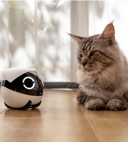 EBO Air with feather